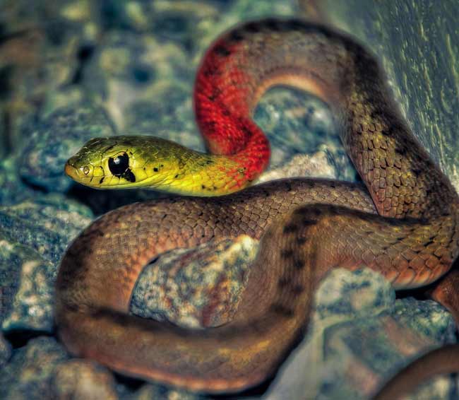Thức ăn ưa thích của rắn hoa cỏ nhỏ là các loài lưỡng cư và động vật nhỏ khác trong rừng.